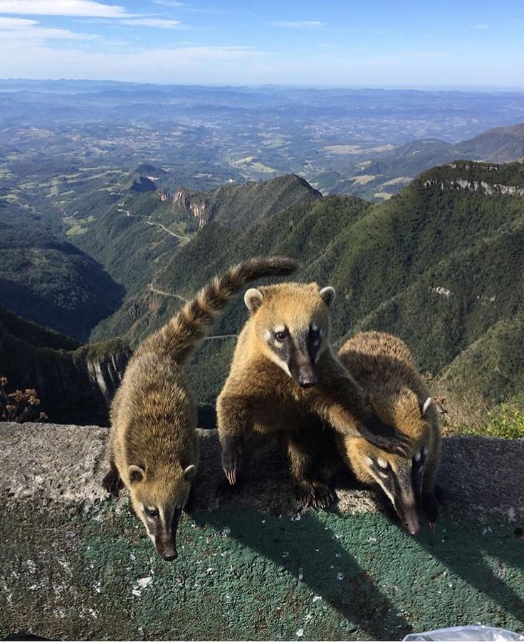 Quatis no Mirante